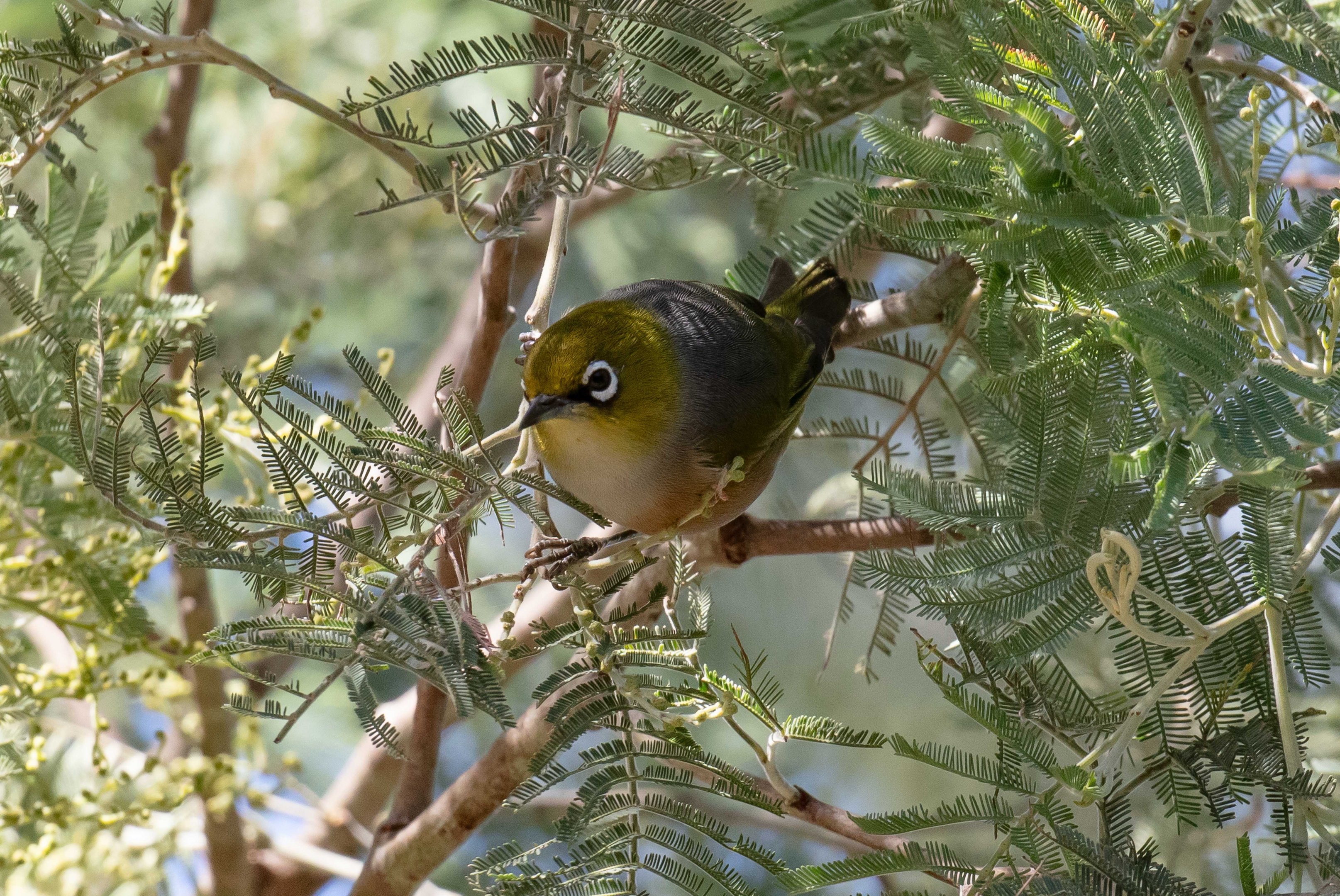 Silvereye