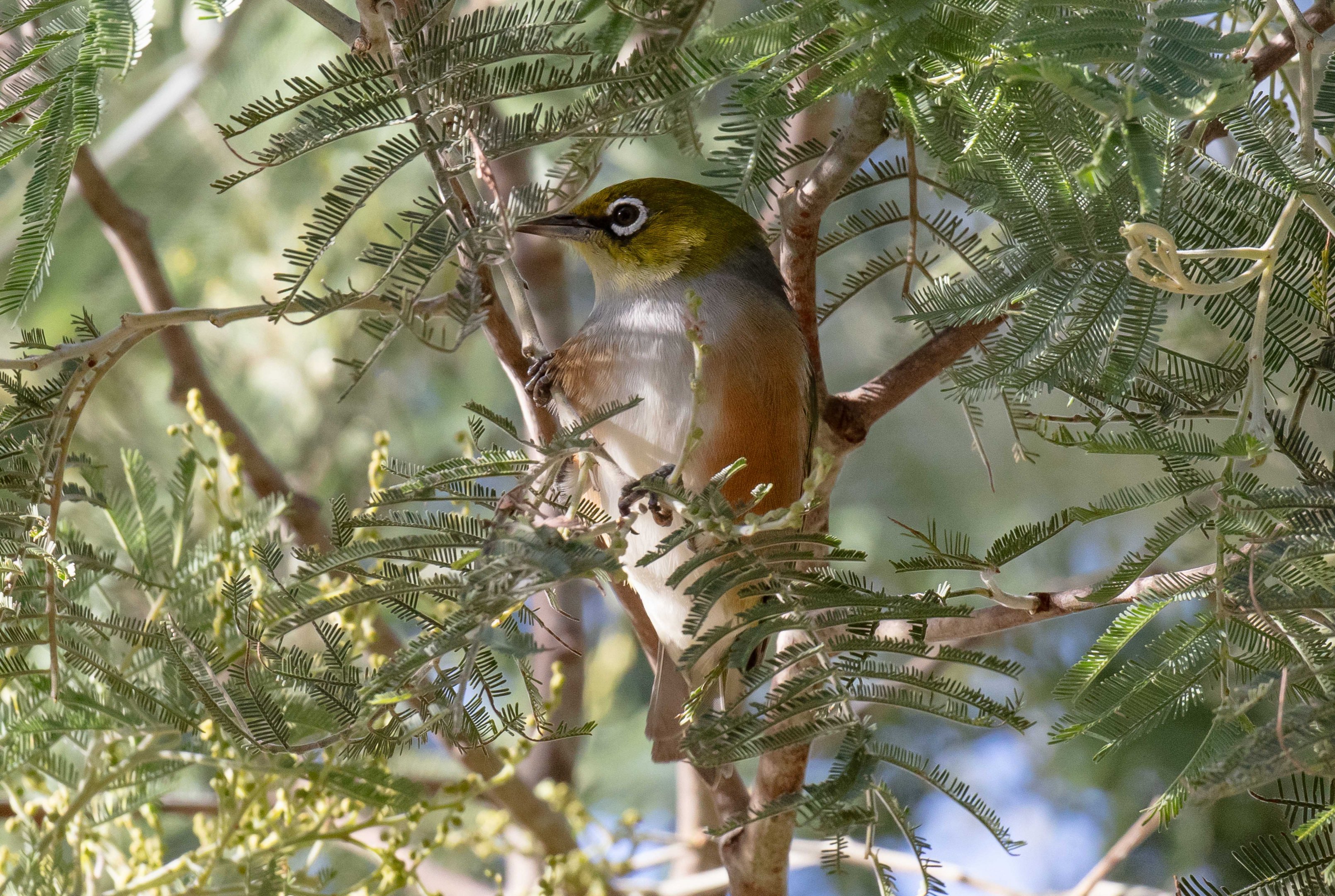 Silvereye