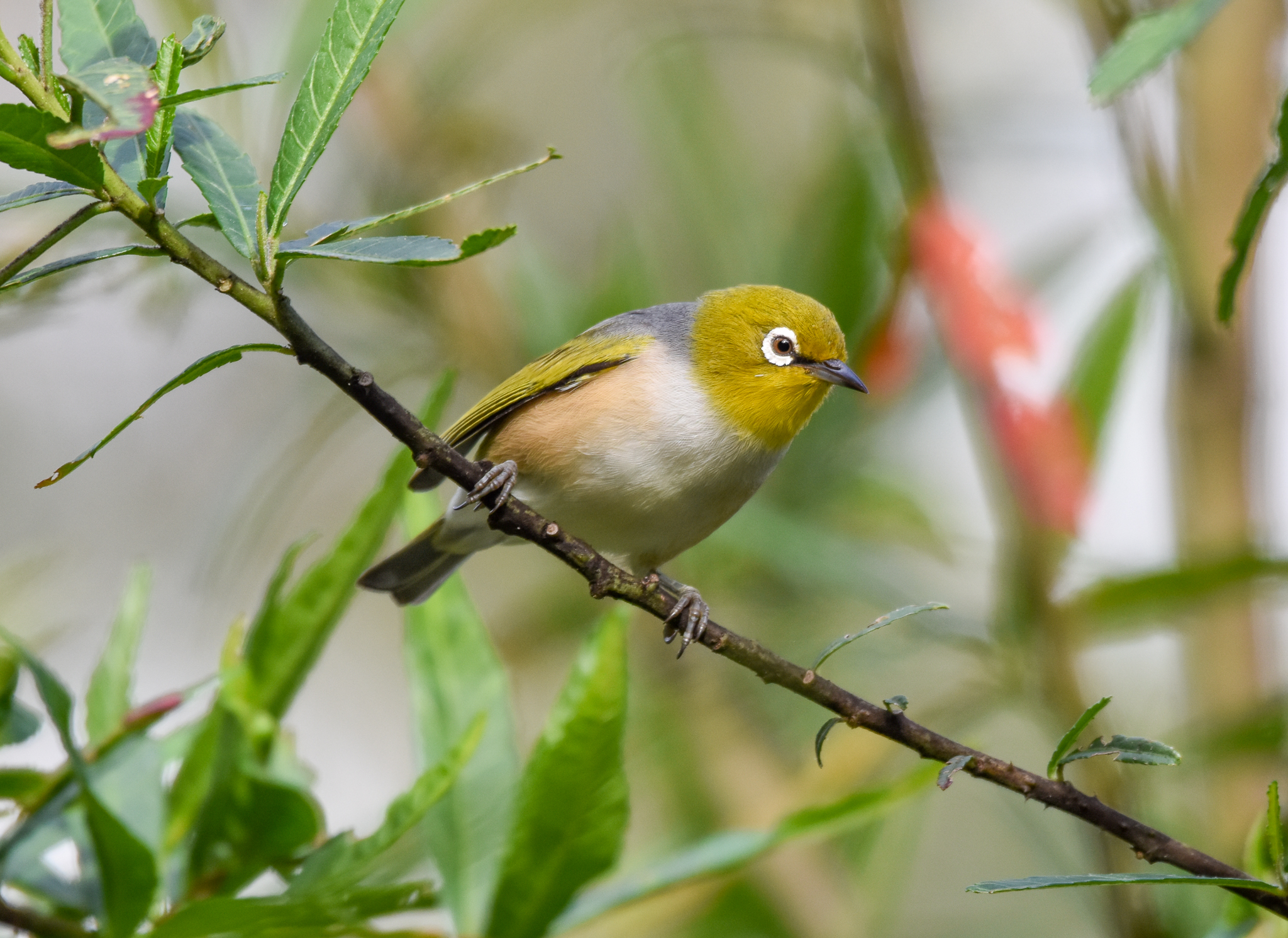 Silvereye