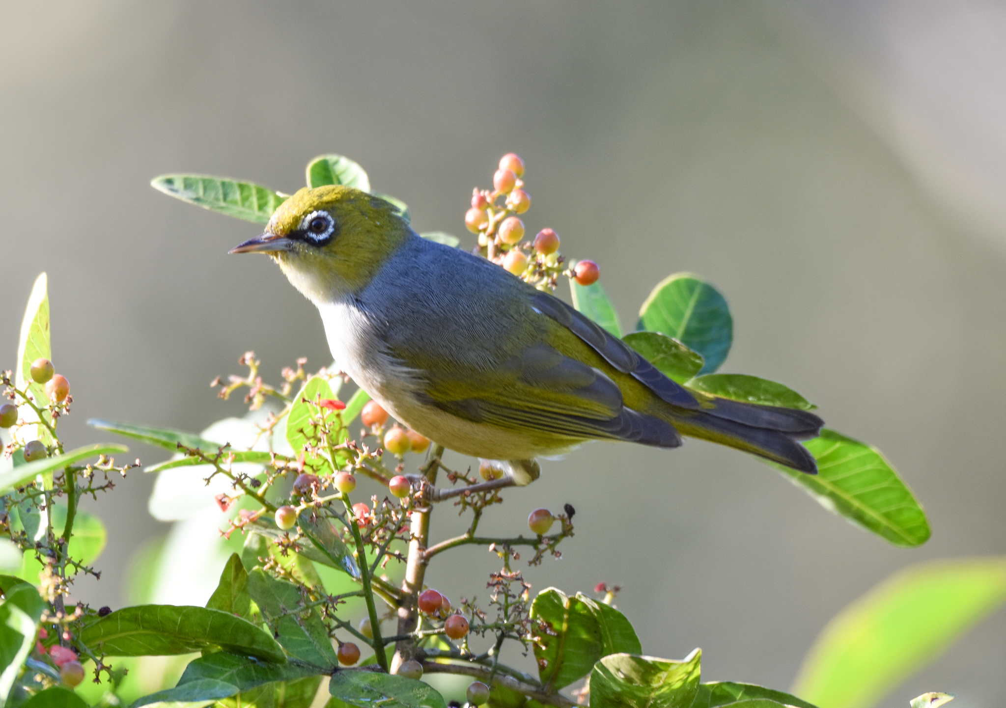 Silvereye