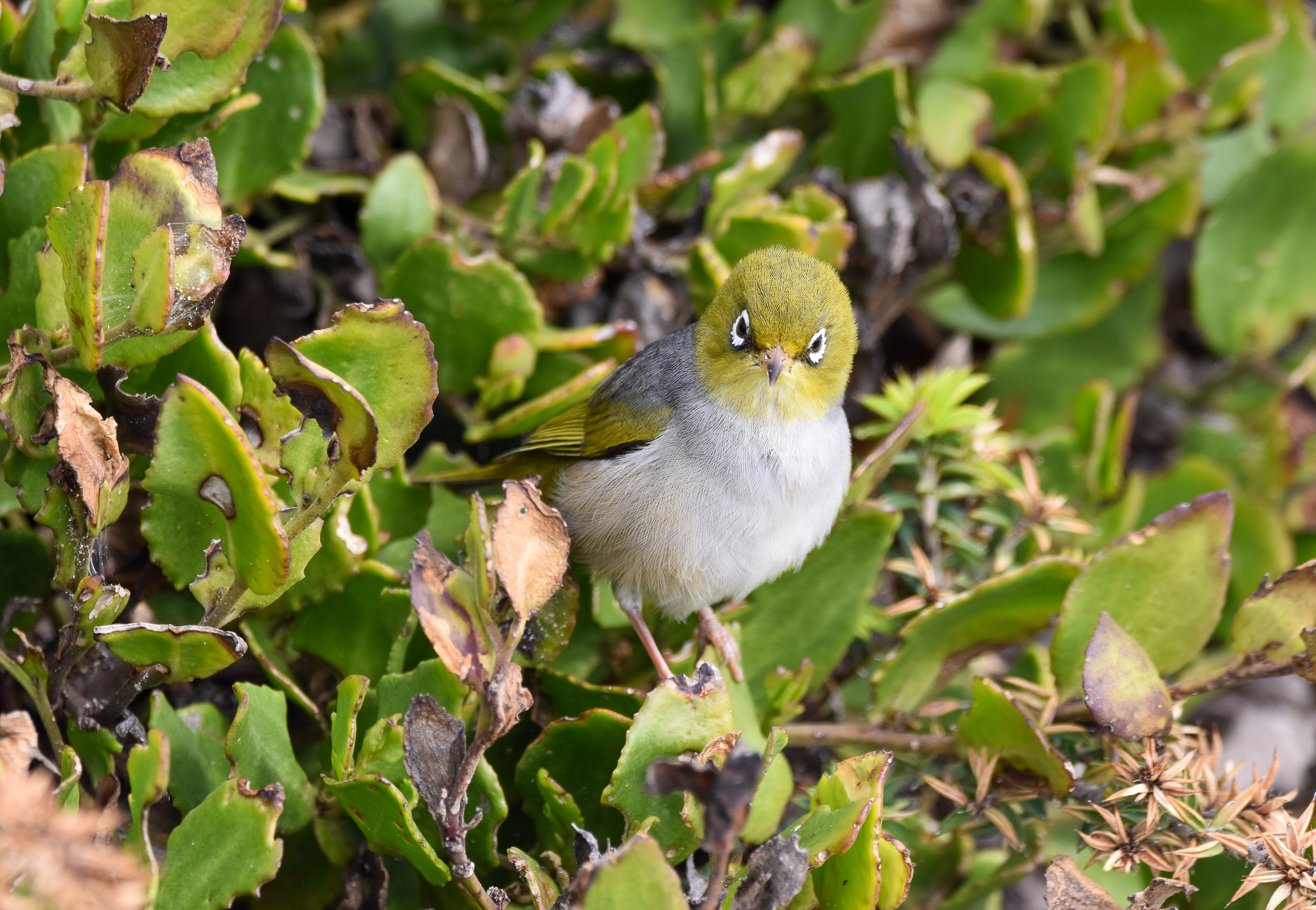 Silvereye
