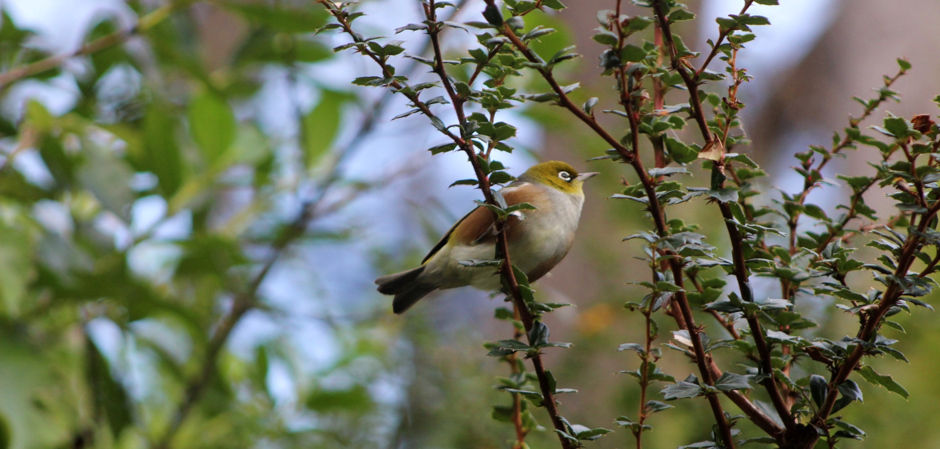 Silvereye