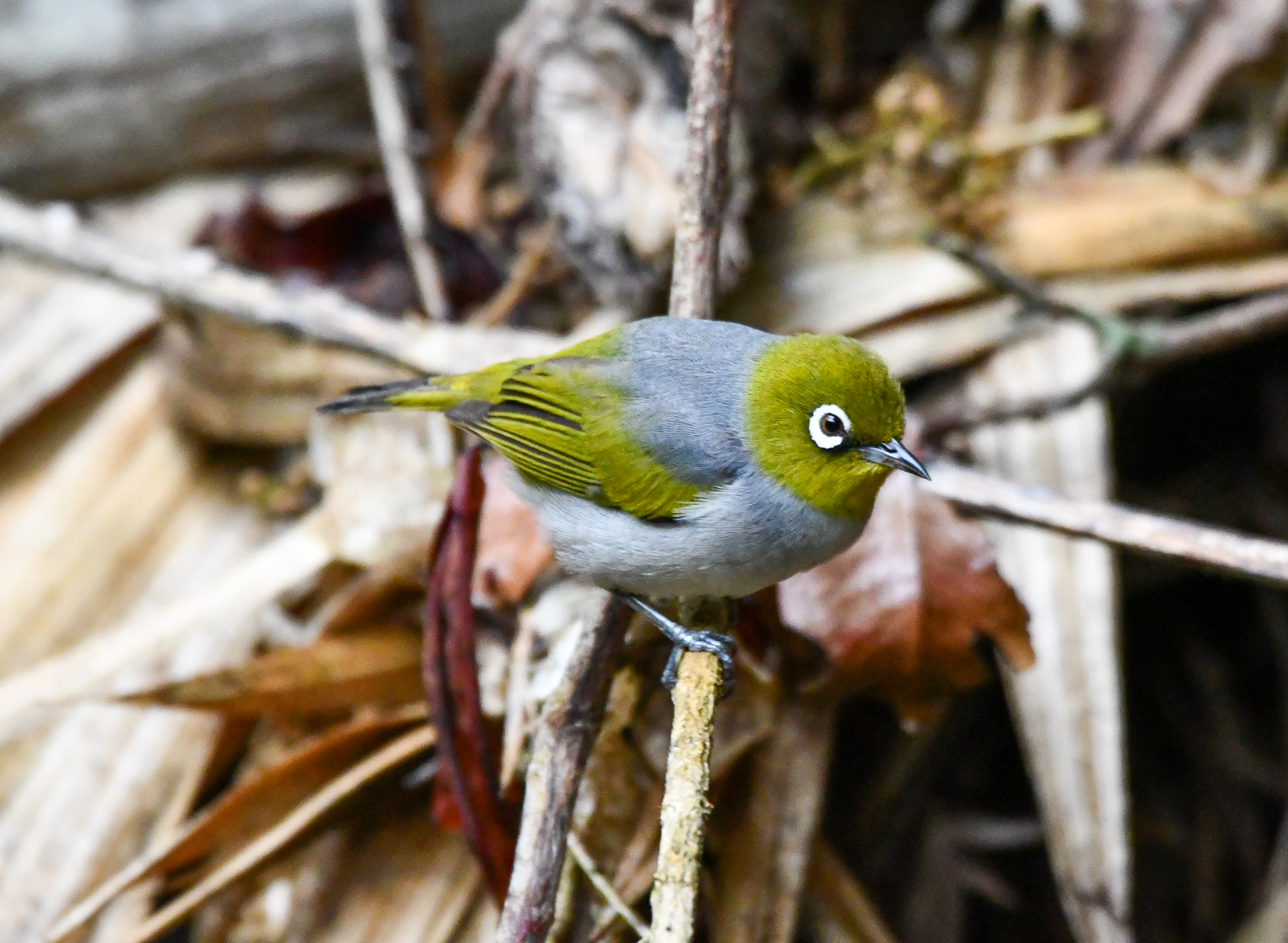 Silvereye