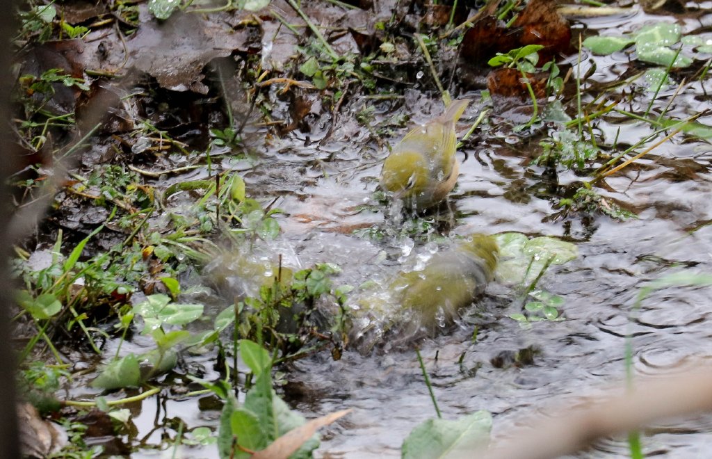 Silvereyes bathing in an icy stream