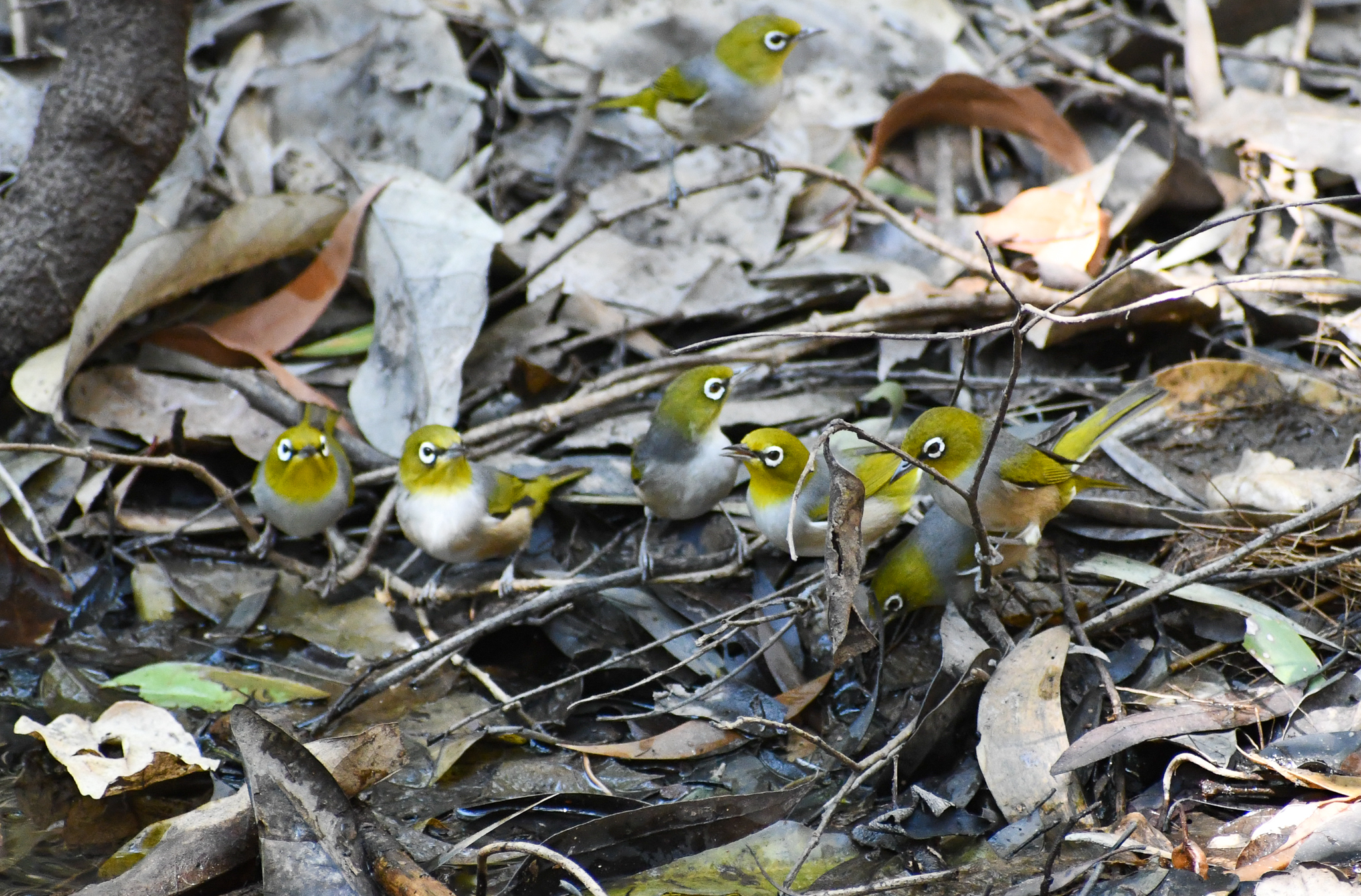Silvereyes