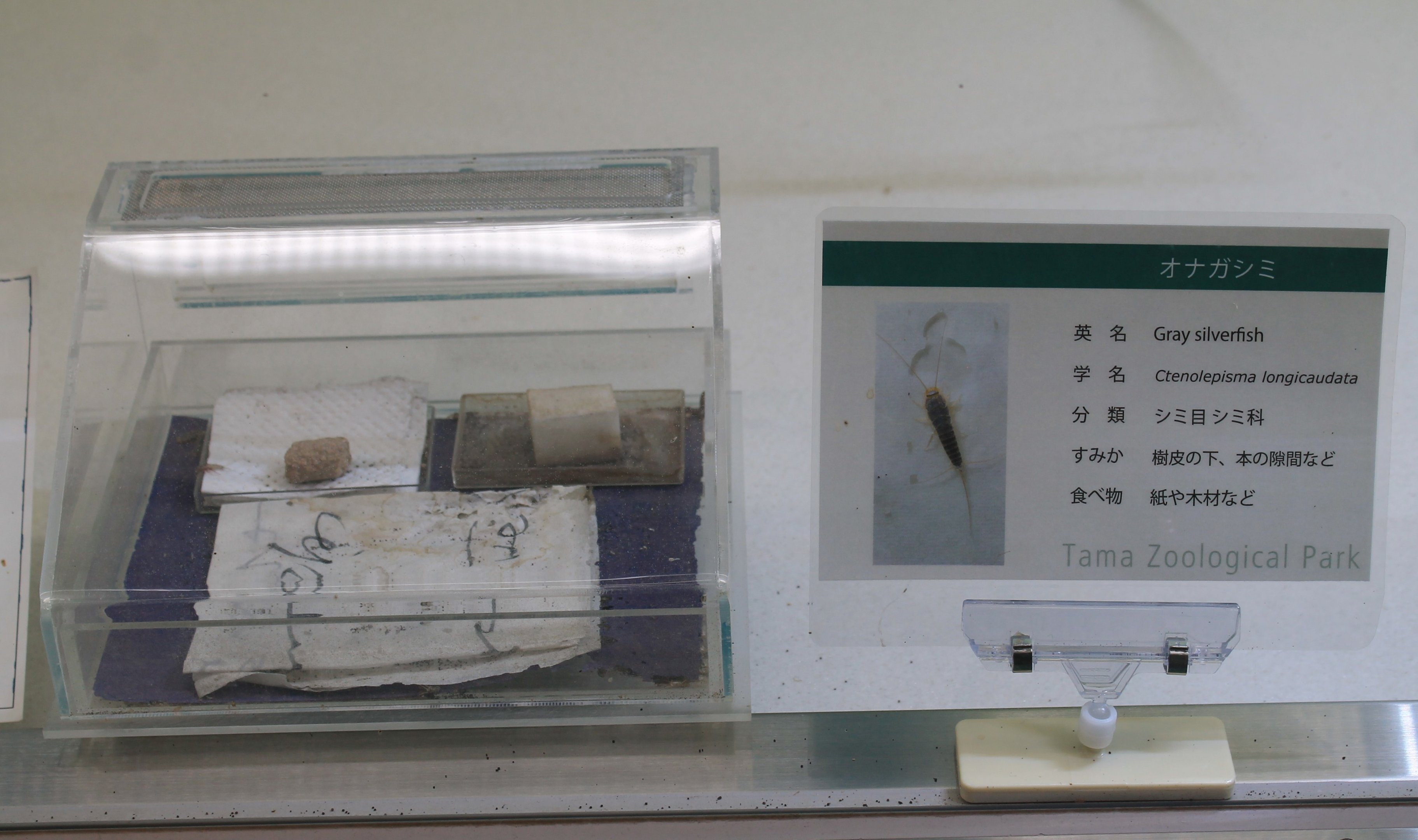 Silverfish (Ctenolepisma longicaudata) - Insectarium