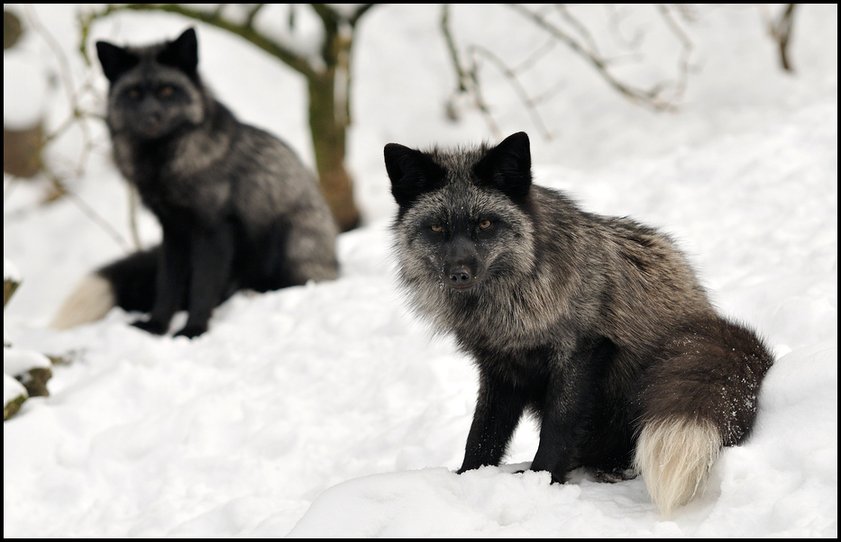 Silverfoxes in the snow