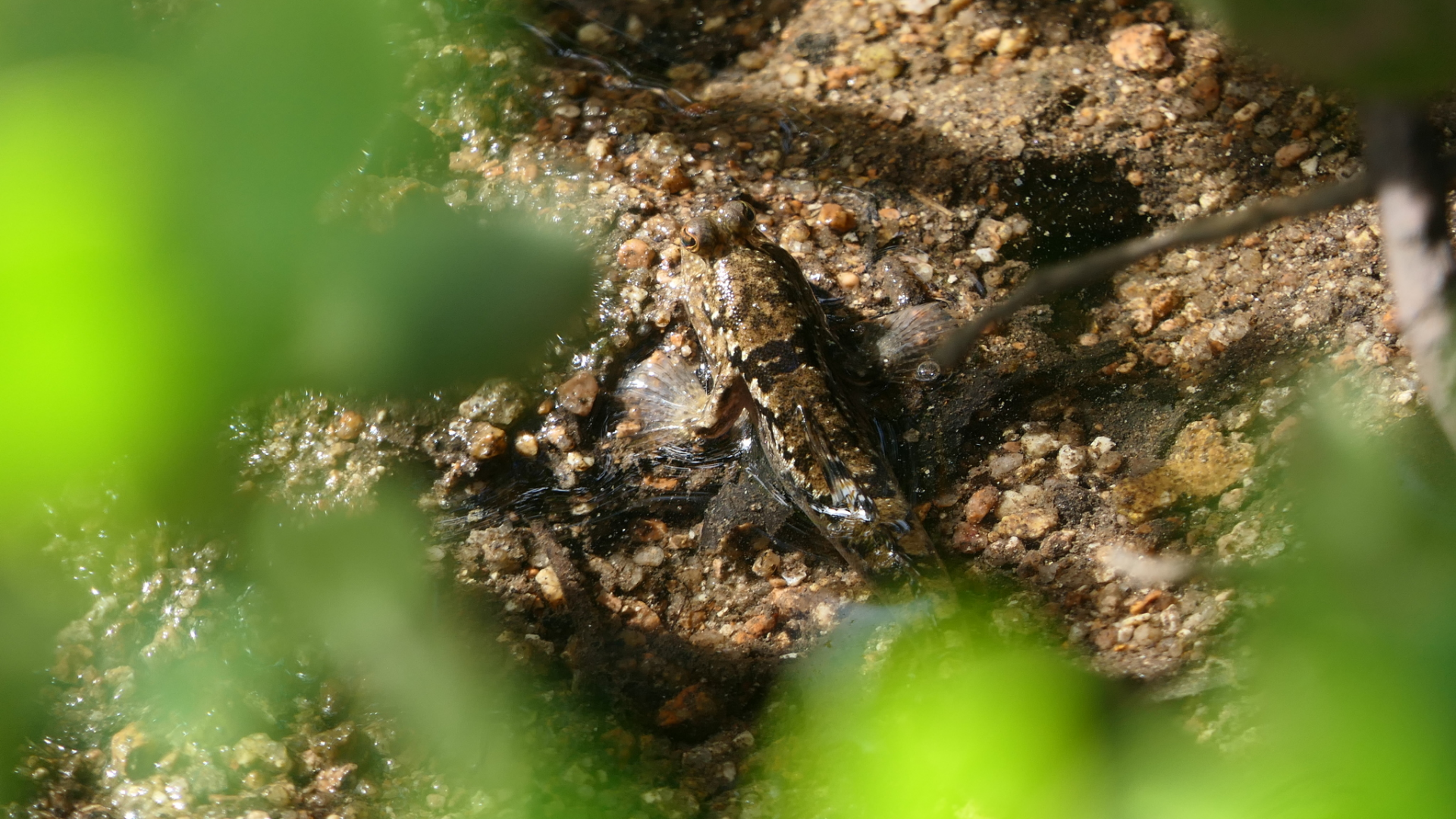 Silverlined Mudskipper (Periophthalmus argentilineatus)