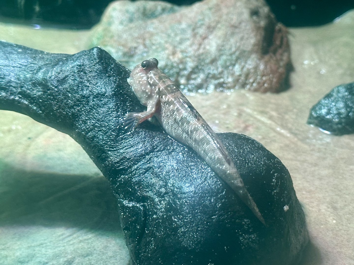 Silverlined mudskipper (Periophthalmus argentilineatus)