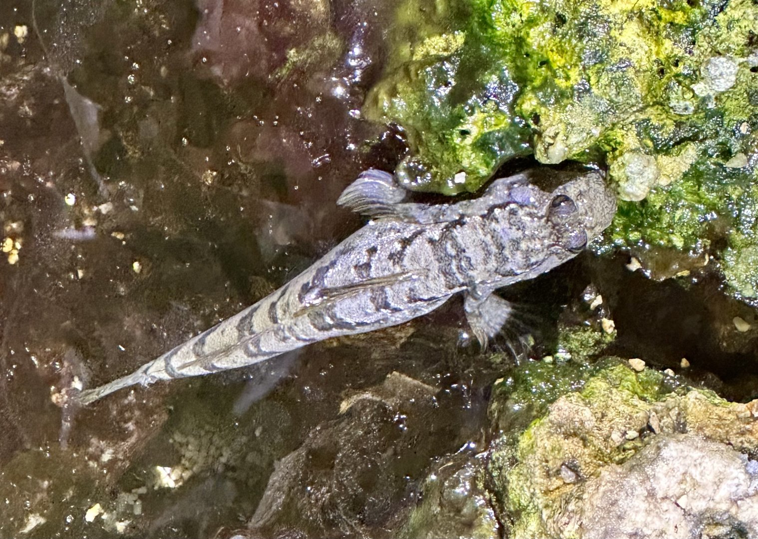 Silverlined mudskipper (Periopththalmus argentilineatus)