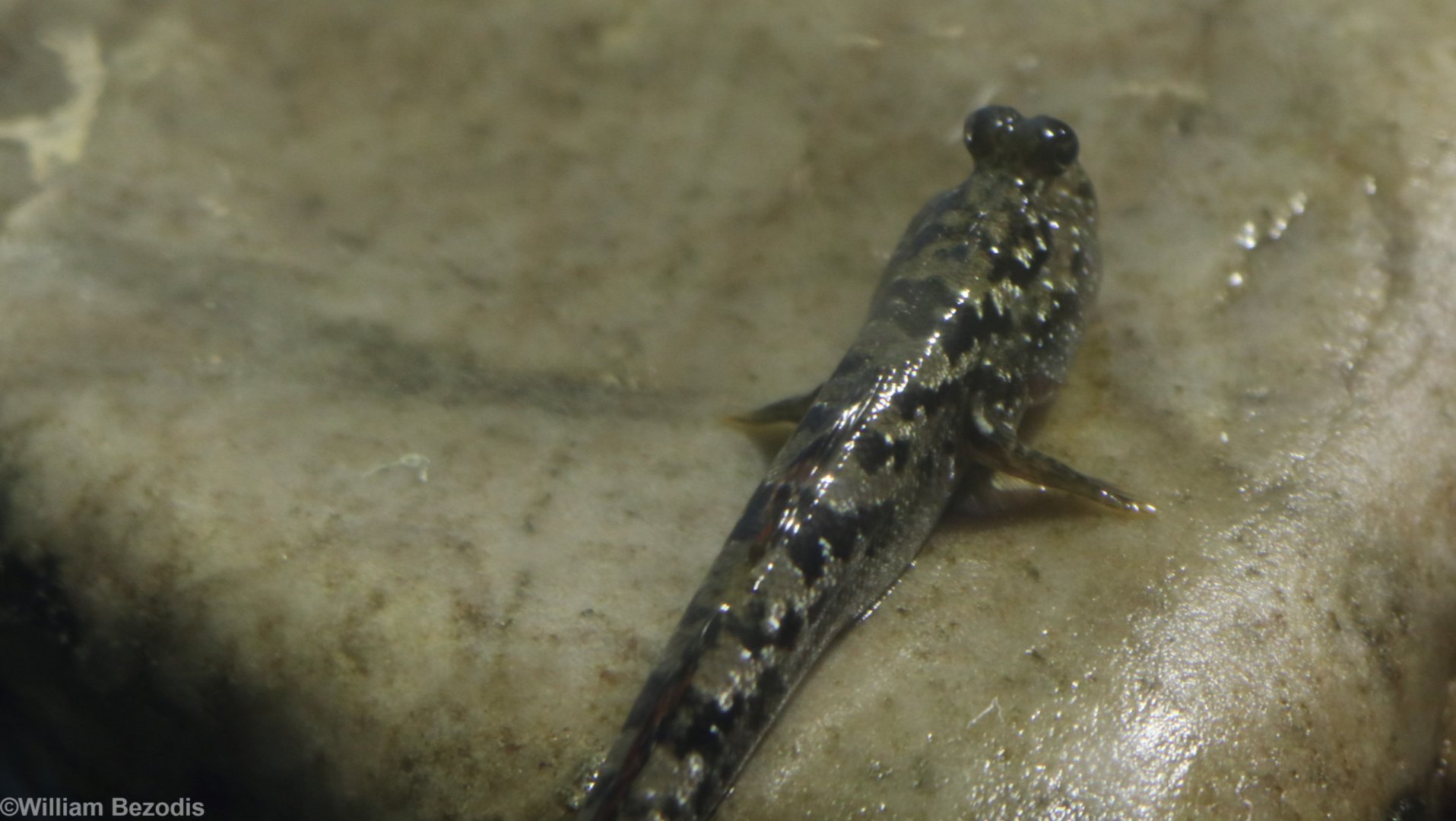 Silverlined Mudskipper