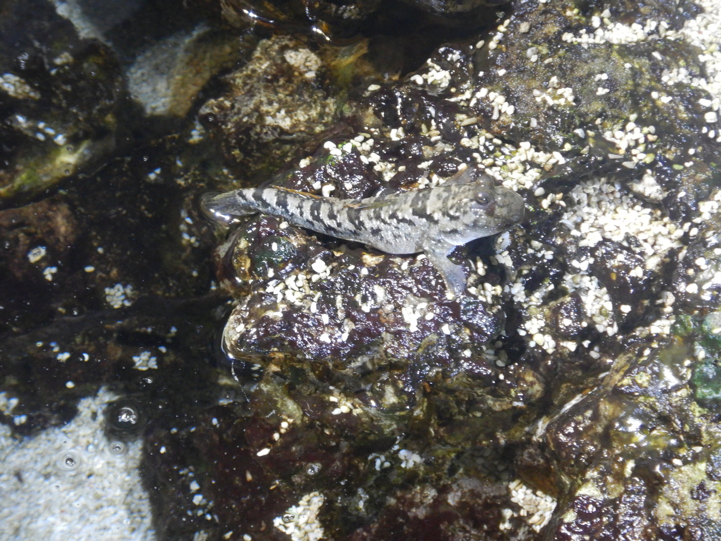 Silverlined Mudskipper