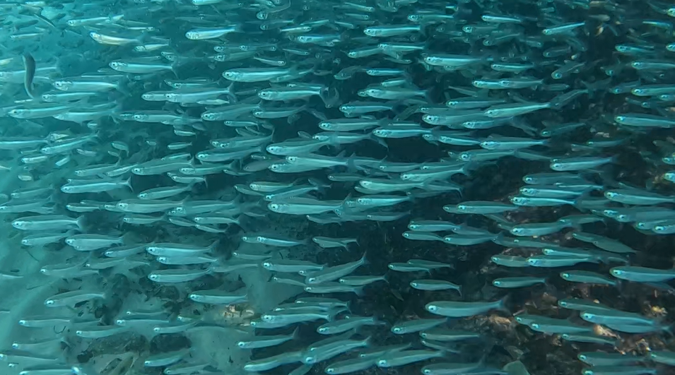 Silverside species (Atherinomorus sp.)