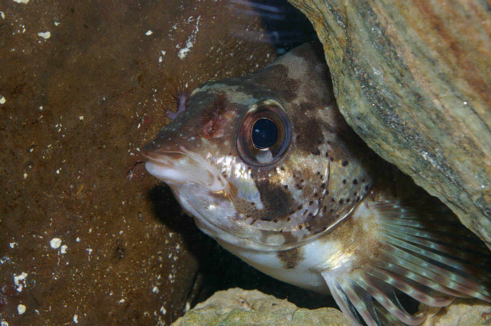silverspot (Threpterius maculosus)