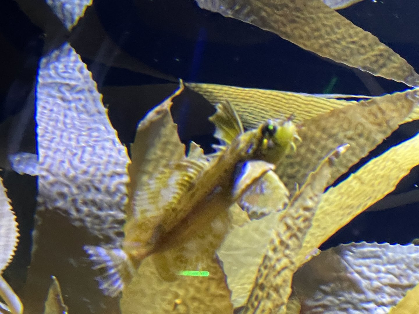 silverspotted sculpin