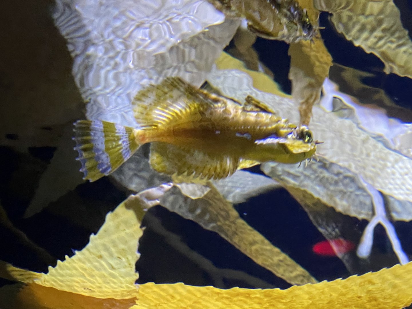 silverspotted sculpin