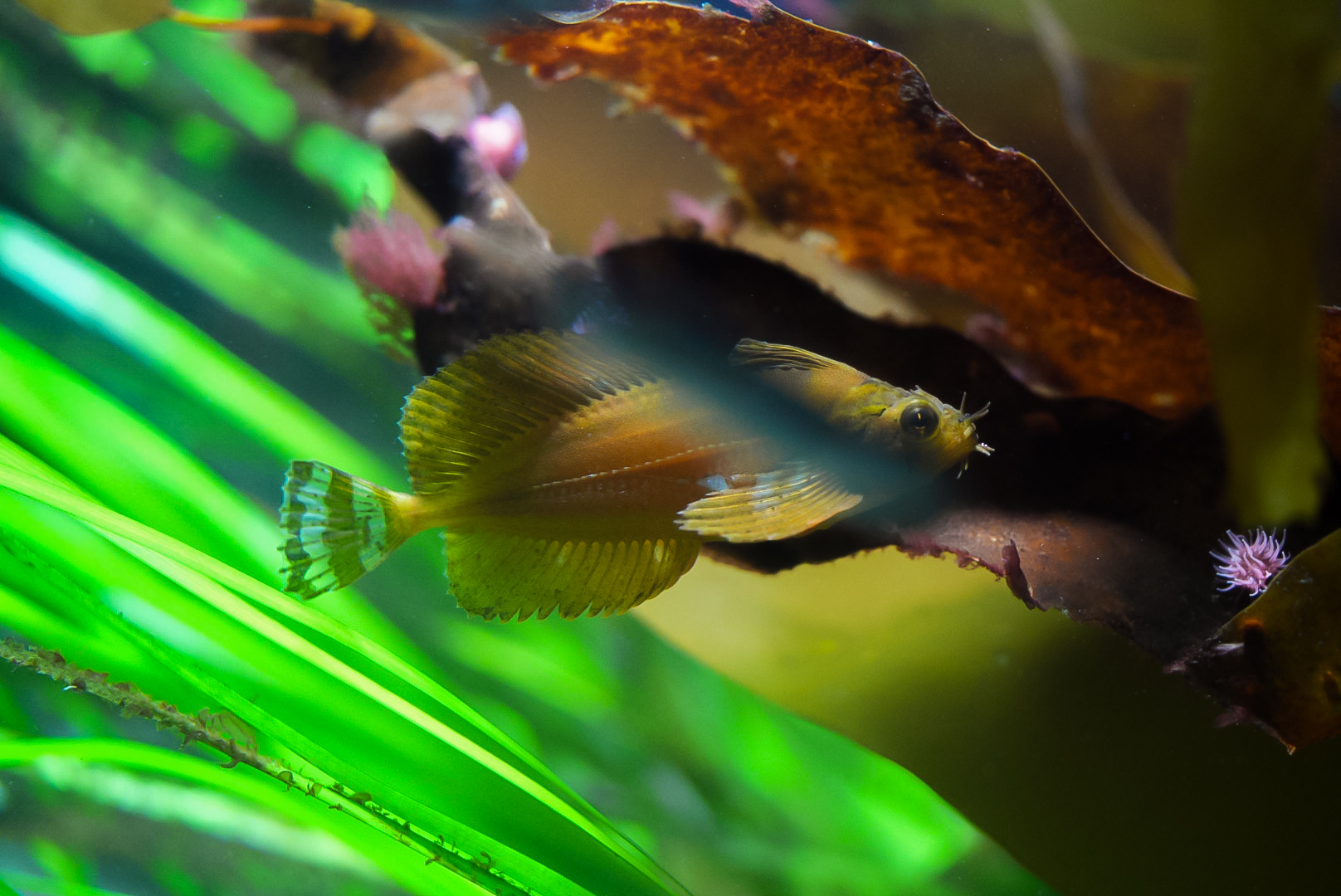 Silverspotted Sculpin