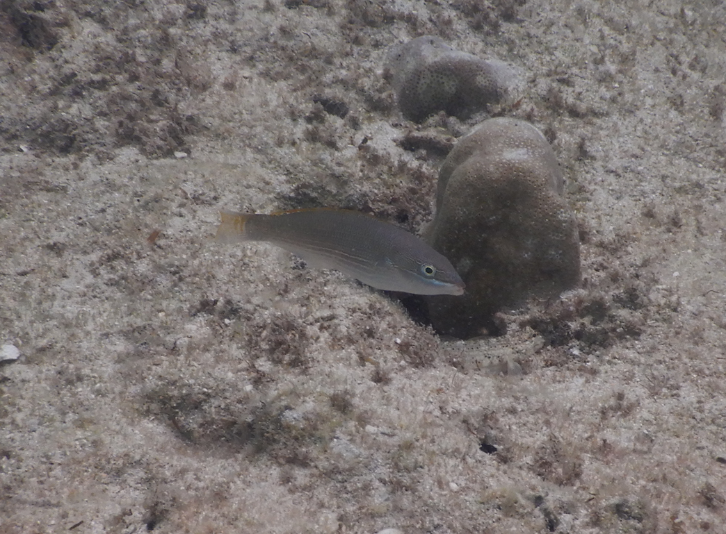 Silverstreak Wrasse female (Stethojulis strigiventer)