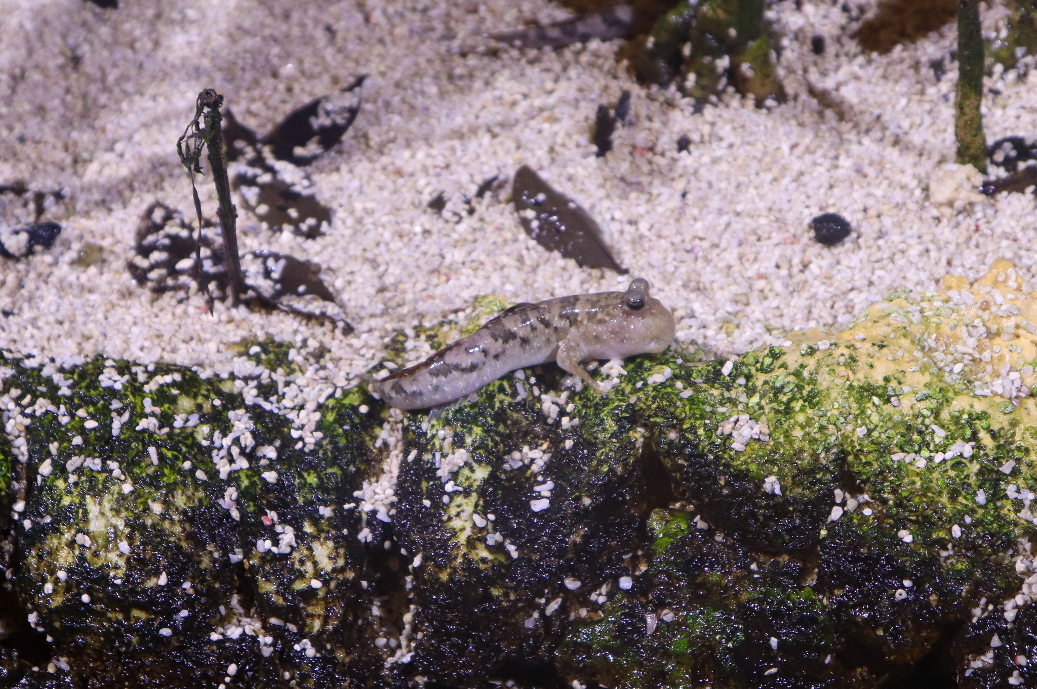 Silverstripe Mudskipper (Periophthalmus argentilineatus) - December 2018