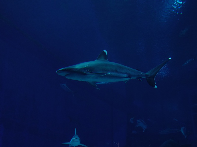 Silvertip reef shark (Carcharhinus albimarginatus)
