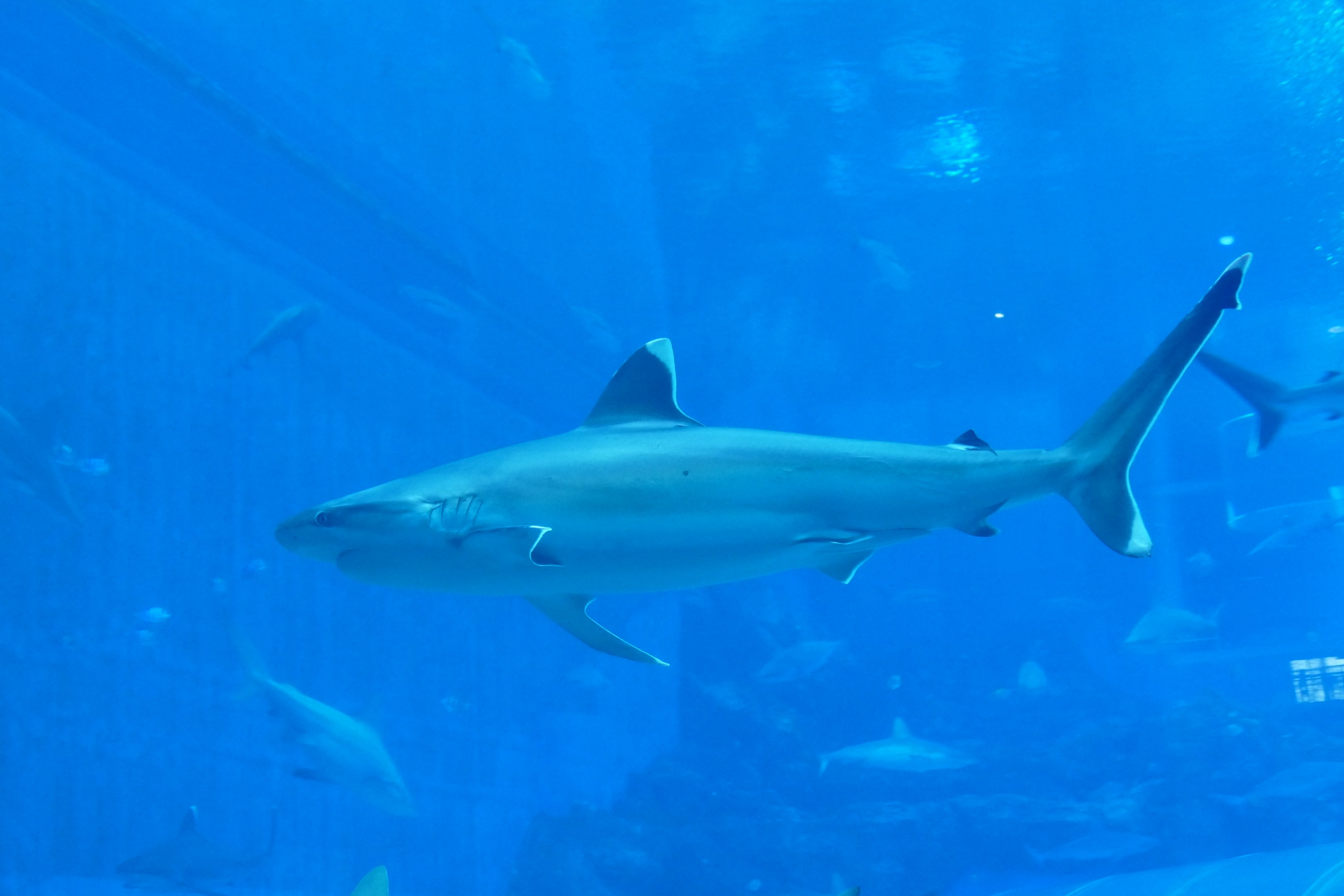 Silvertip reef shark