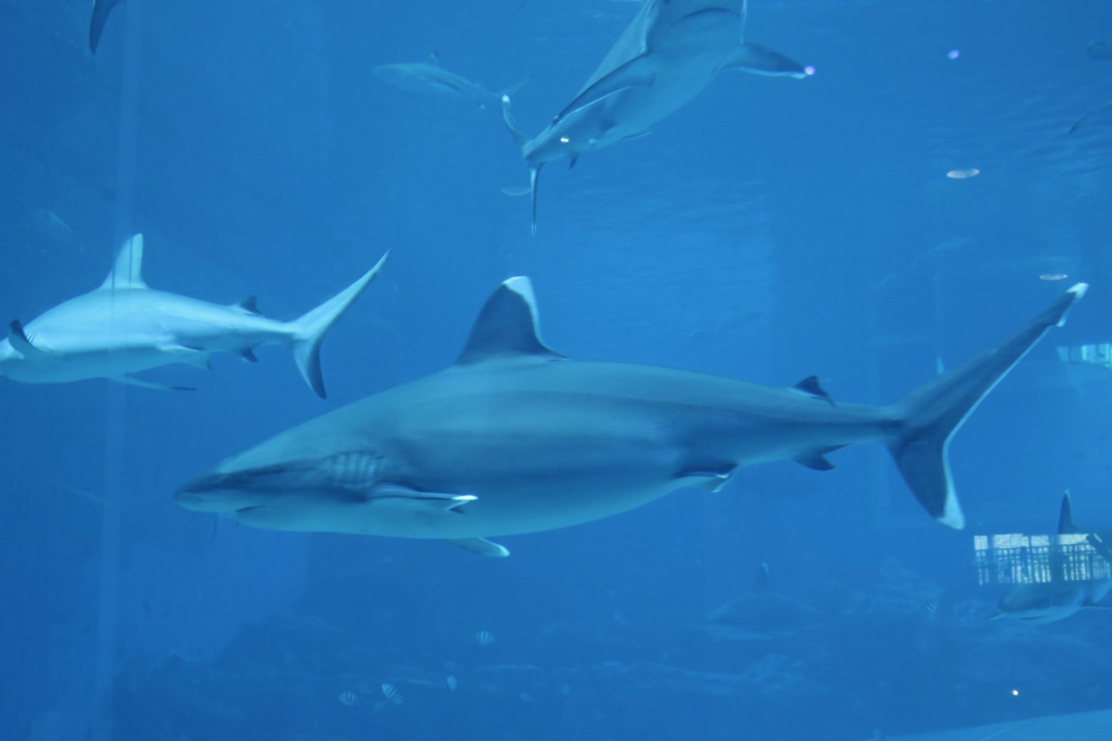 Silvertip Shark (Carcharhinus albimarginatus)