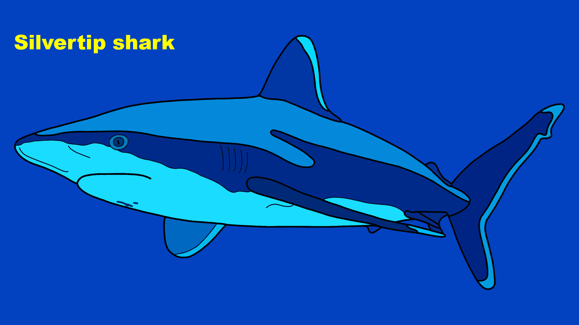Silvertip shark (Carcharhinus albimarginatus)