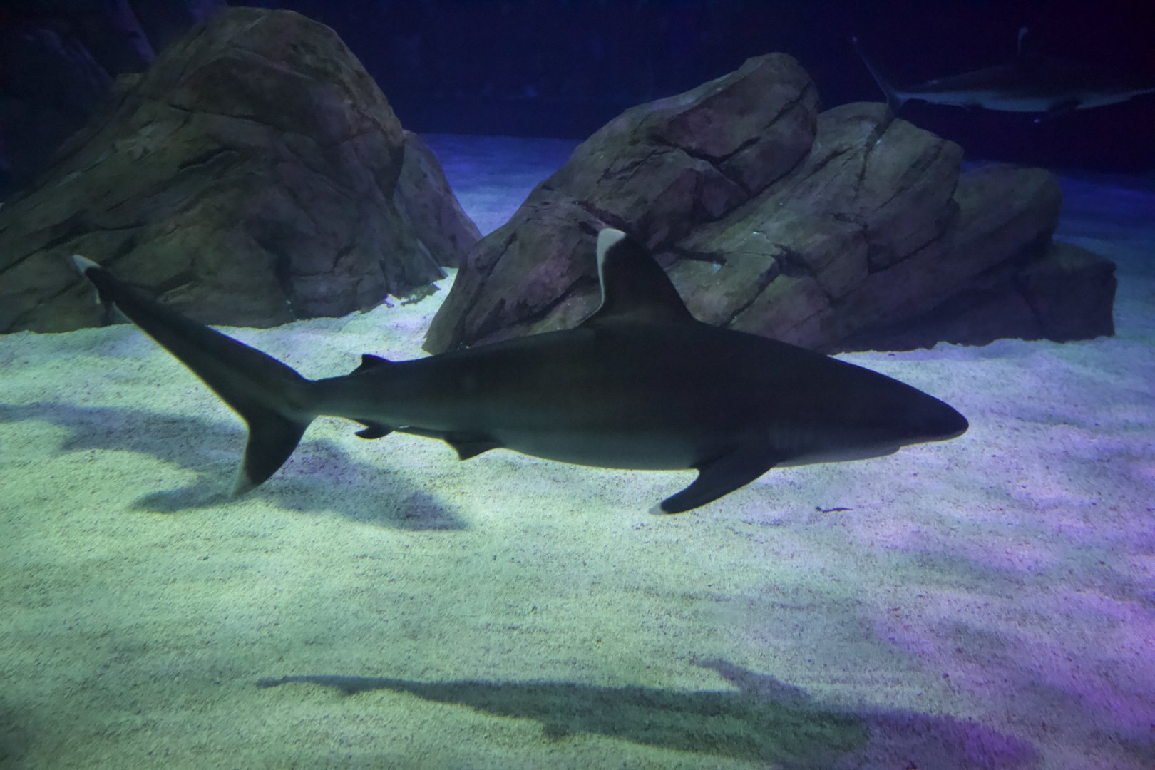 Silvertip Shark/ Carcharhinus albimarginatus