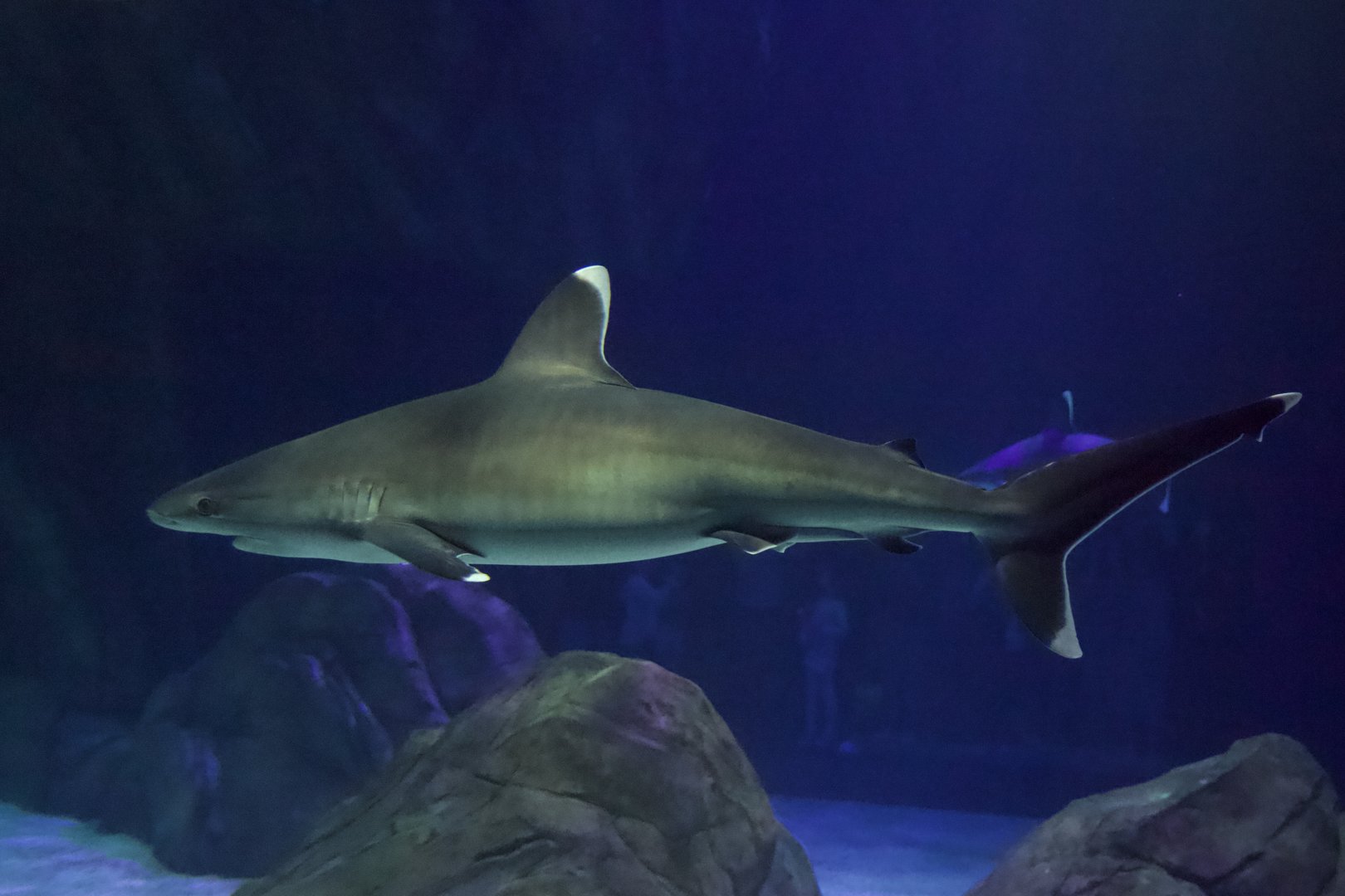 Silvertip Shark/ Carcharhinus albimarginatus