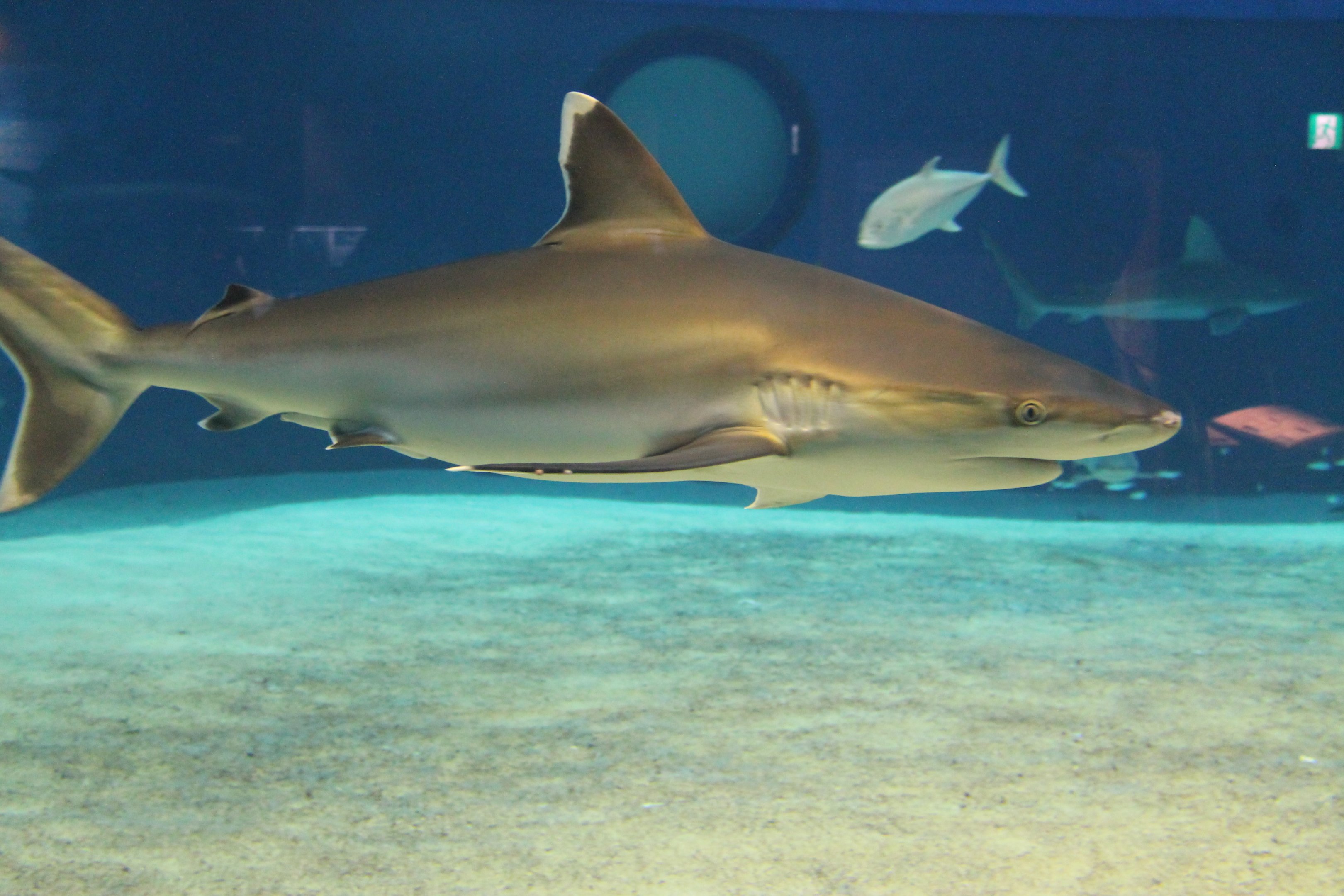 Silvertip Shark (Carcharhinus albimarginatus)