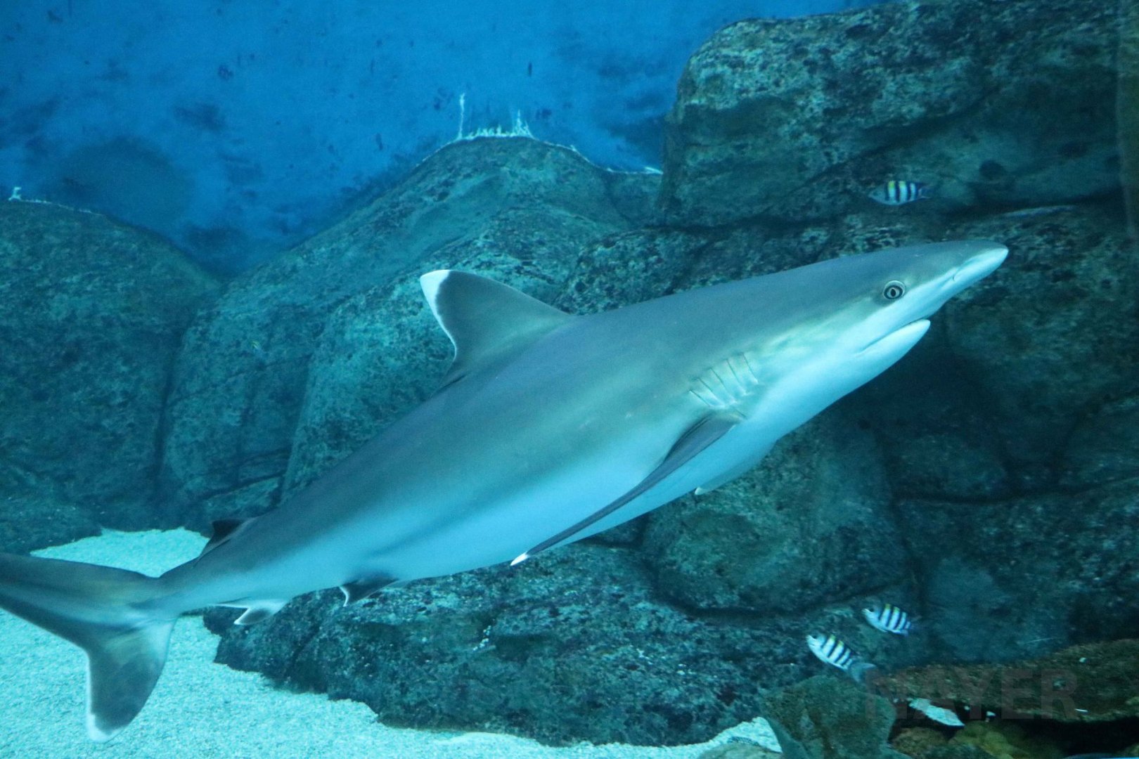 Silvertip shark, July 2016