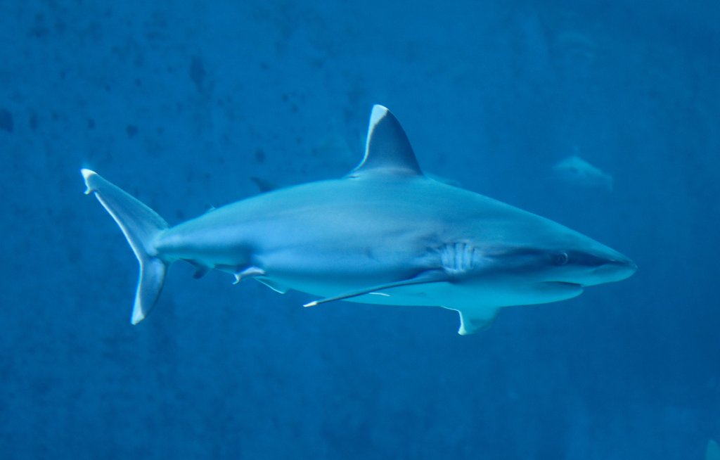 Silvertip Shark