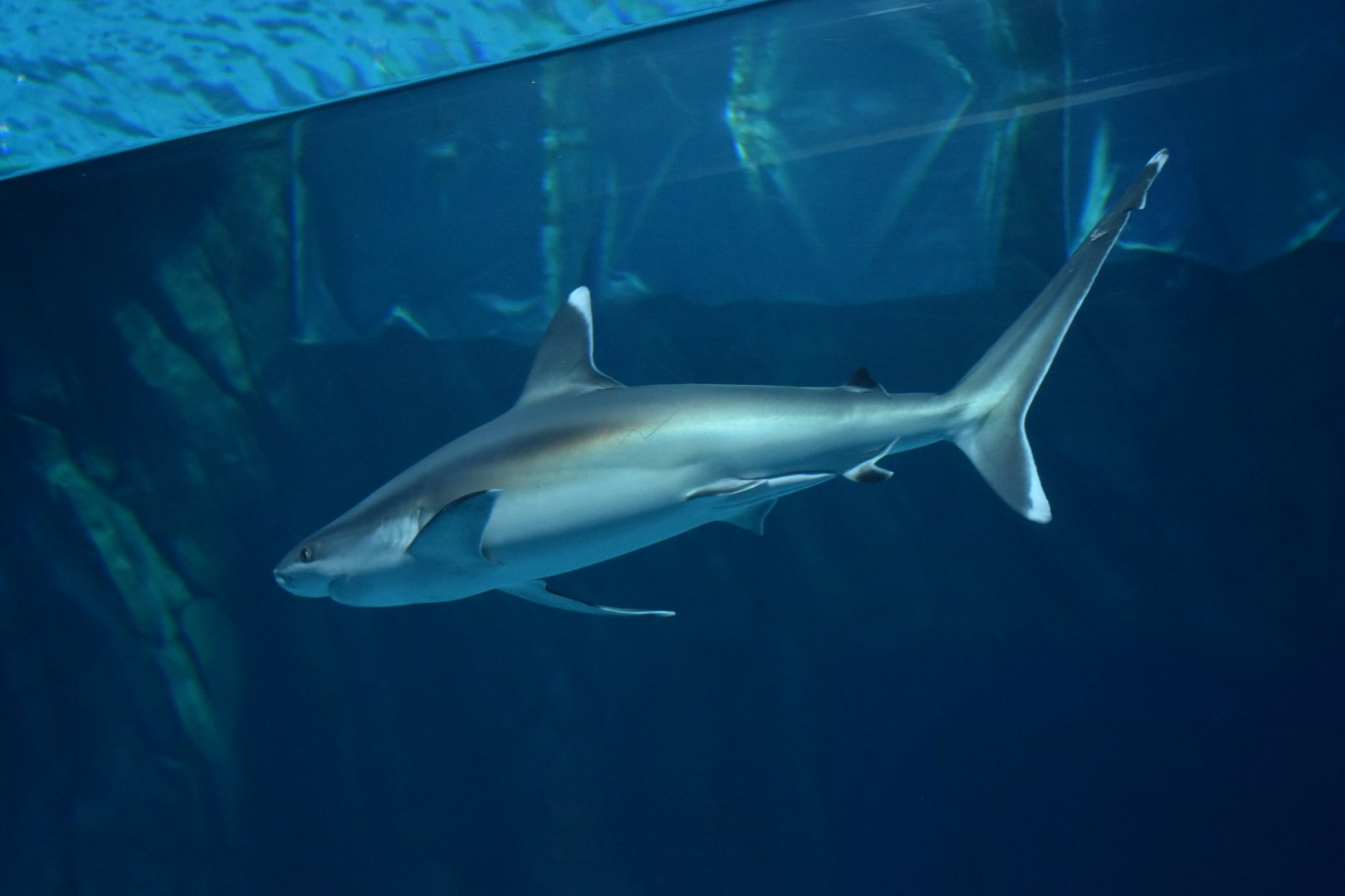 Silvertip Shark