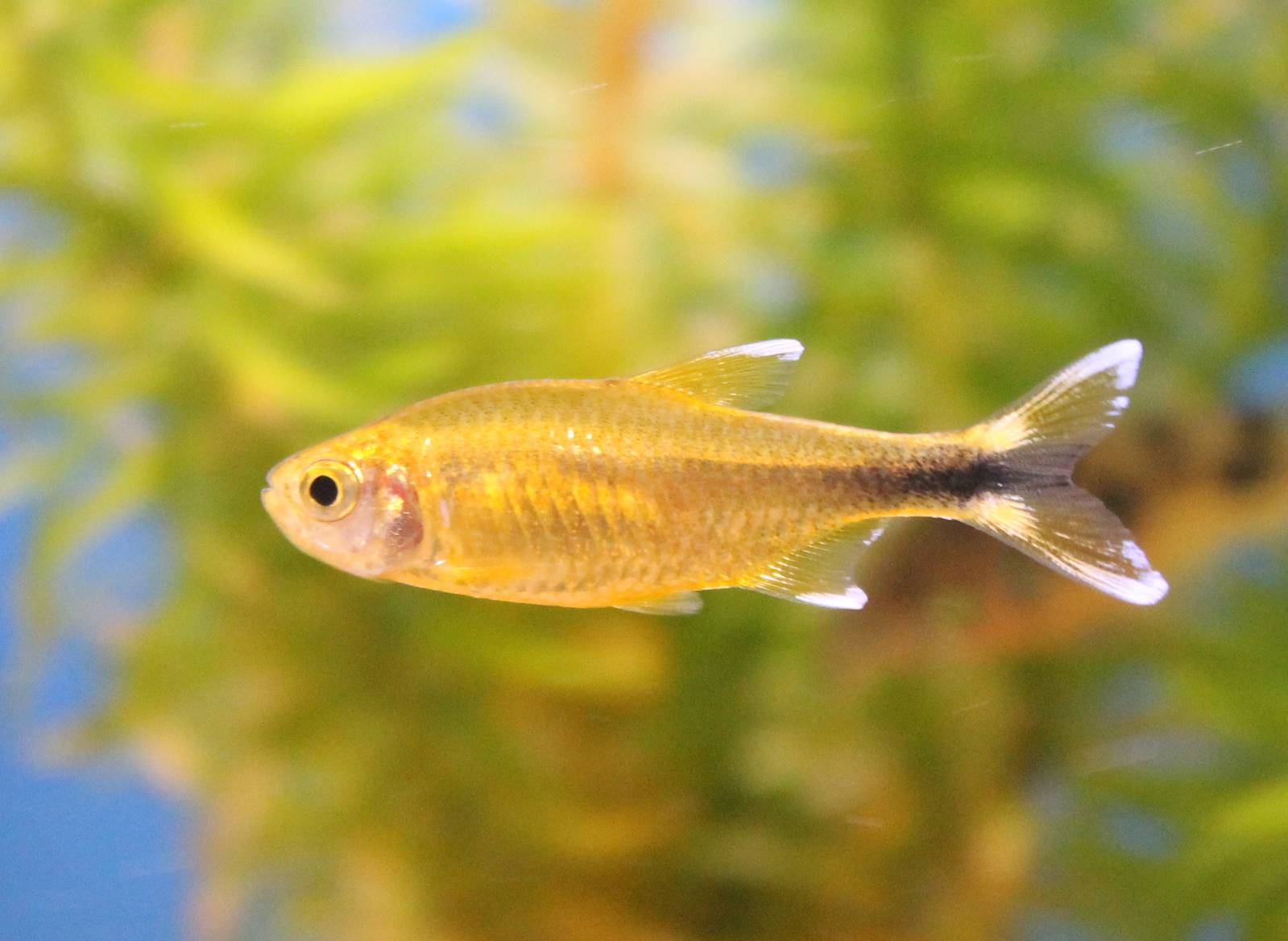Silvertip tetra - Hasemania nana