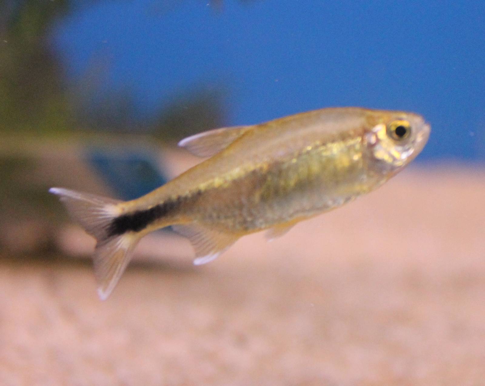 Silvertip tetra