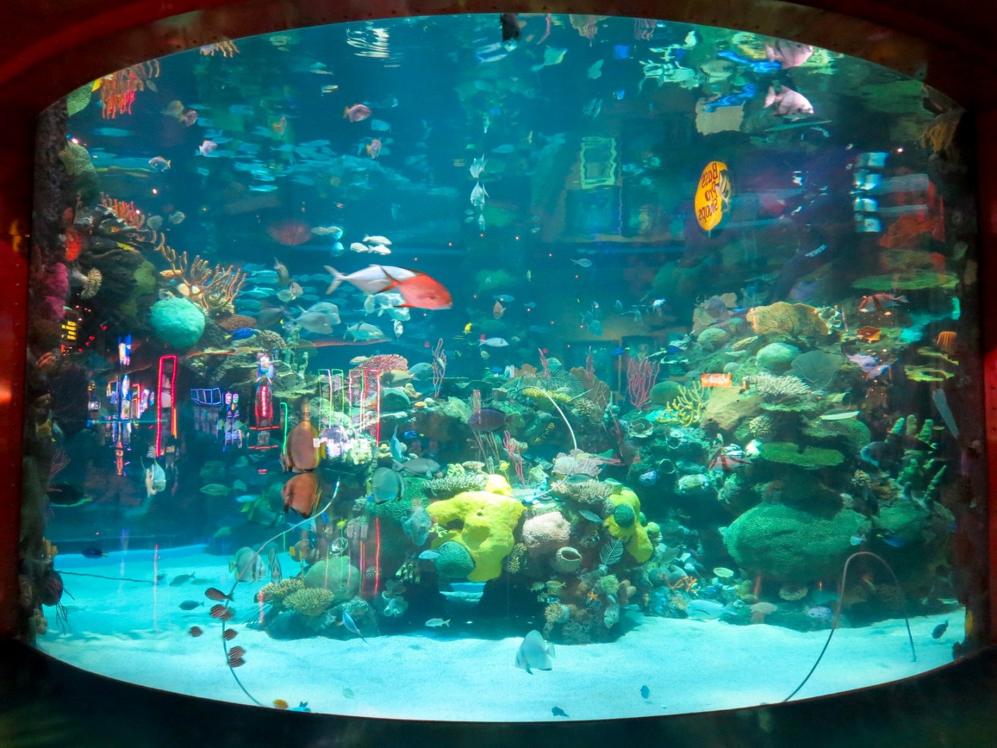 Silverton Casino Las Vegas - Mermaid Aquarium