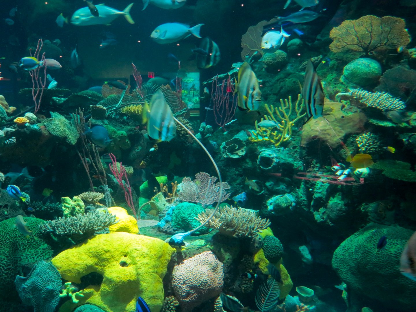 Silverton Casino Las Vegas - Mermaid Aquarium