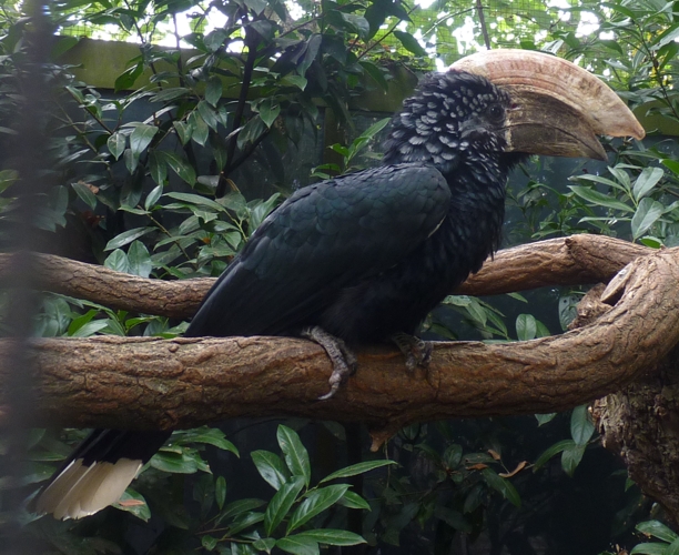 Silvery-cheecked hornbill (Bycanistes brevis)