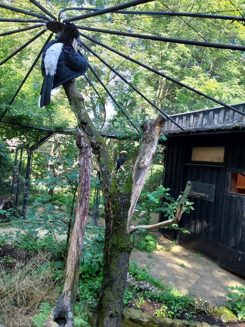 Silvery cheecked hornbill (Bycanistes brevis)