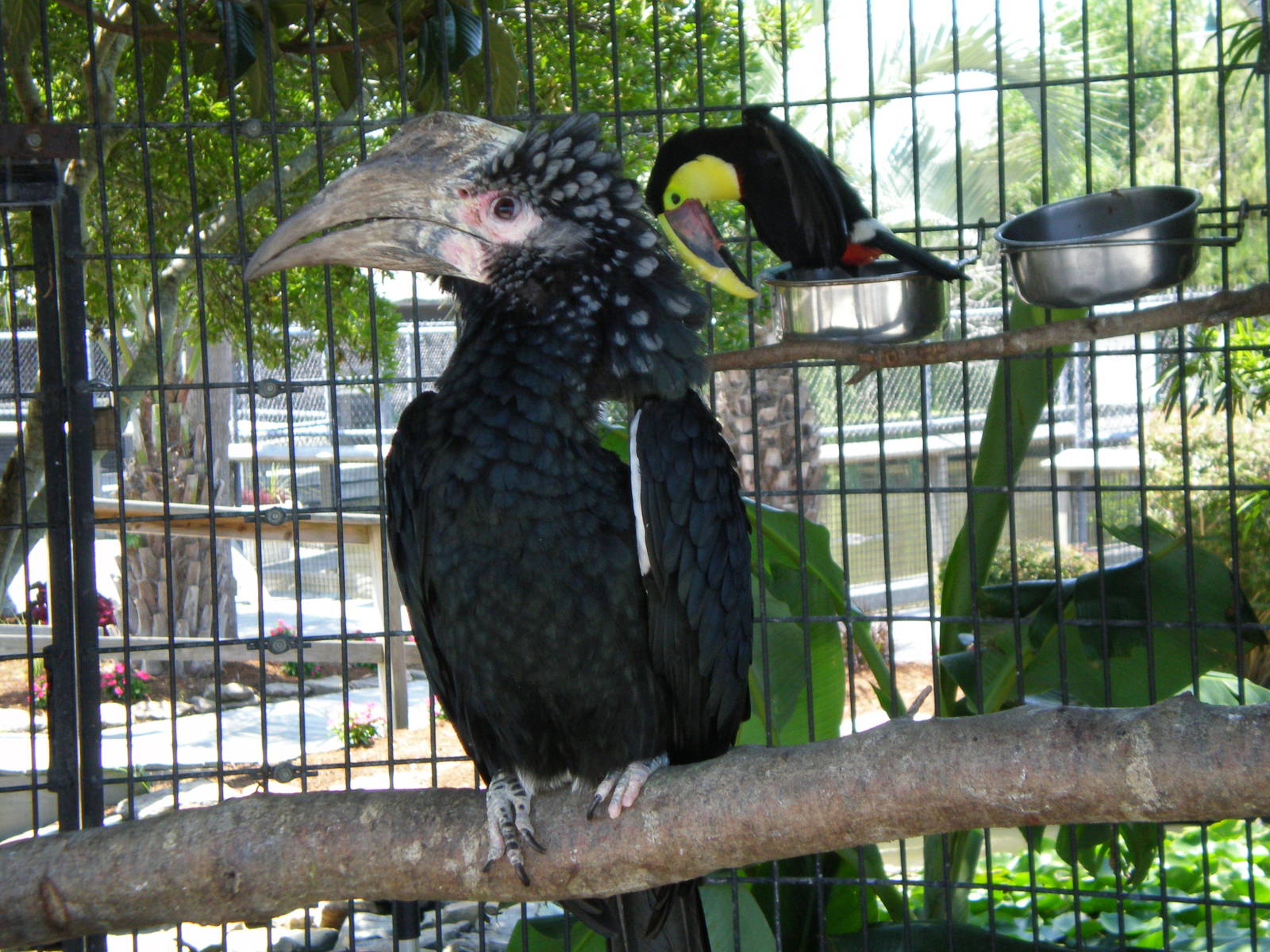 Silvery Cheek Hornbill Swainson Toucan- AA JUN08 II