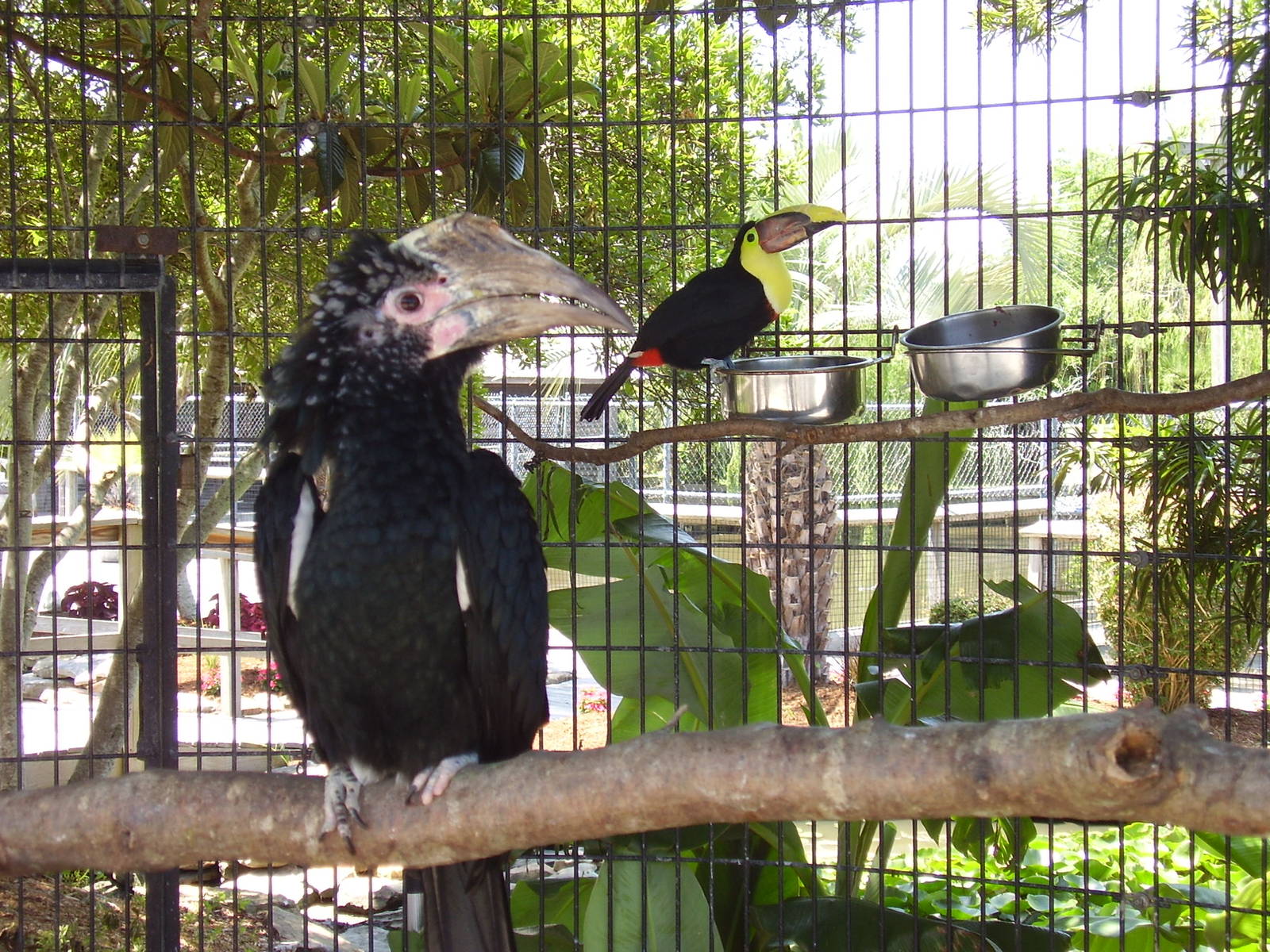 Silvery Cheek Hornbill Swainson Toucan- AA JUN08