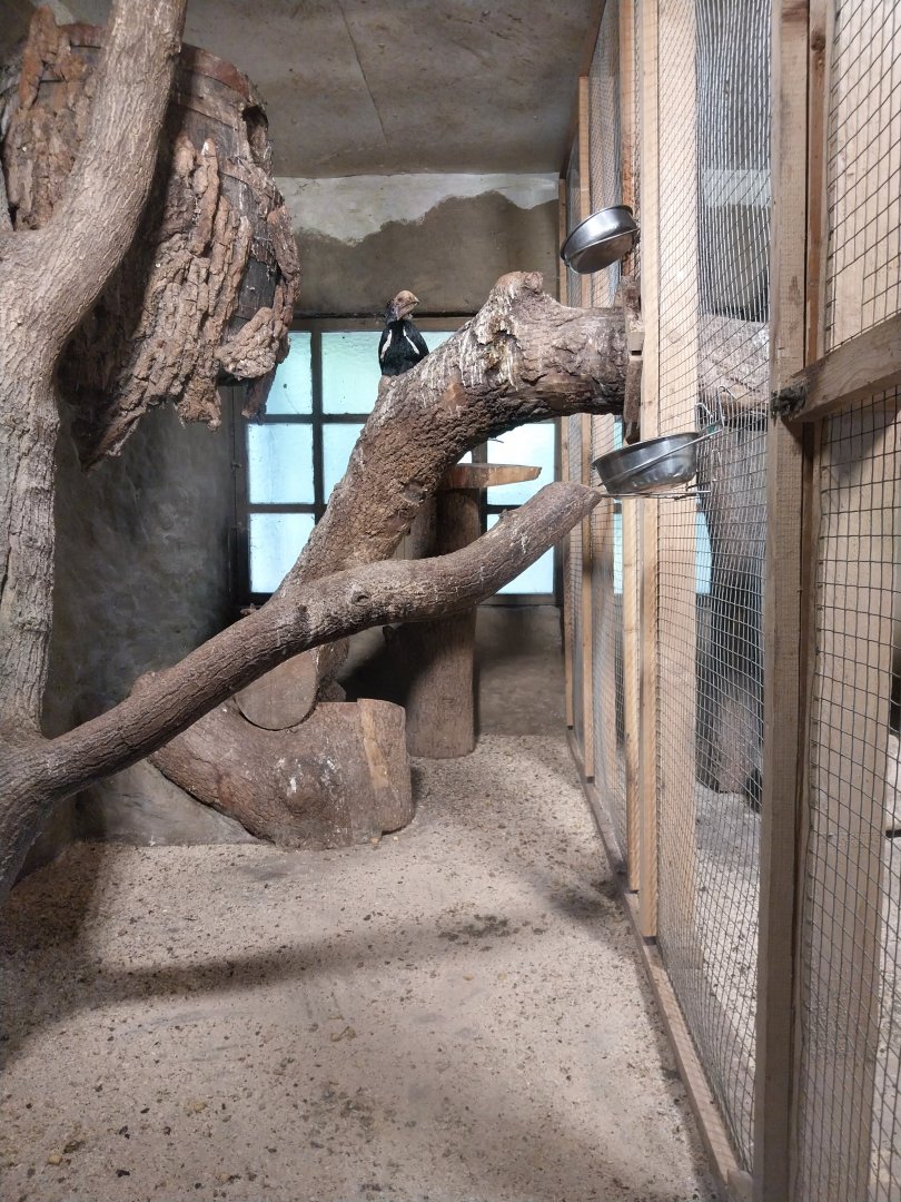 Silvery-cheekd hornbill (Bycanistes brevis)