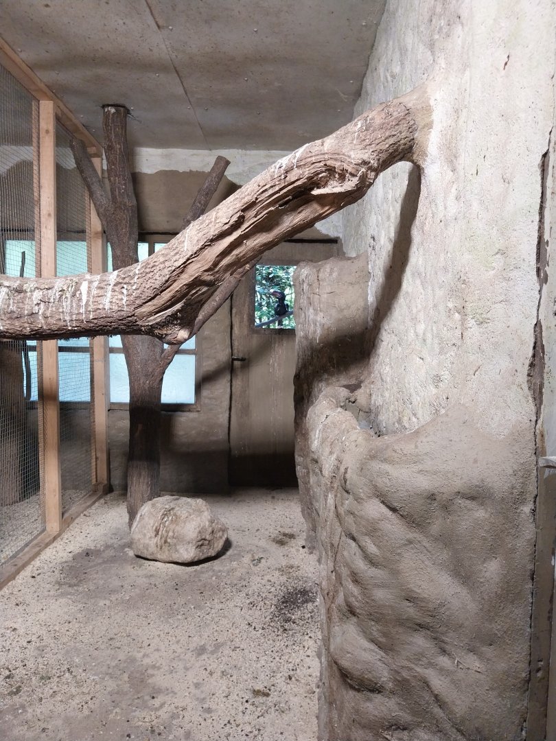 Silvery-cheekd hornbill (Bycanistes brevis)