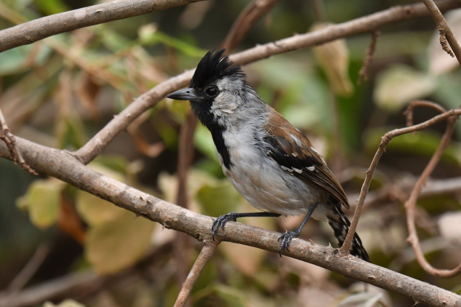 Silvery-cheeked Antshrike Sakesphoroides cristatus