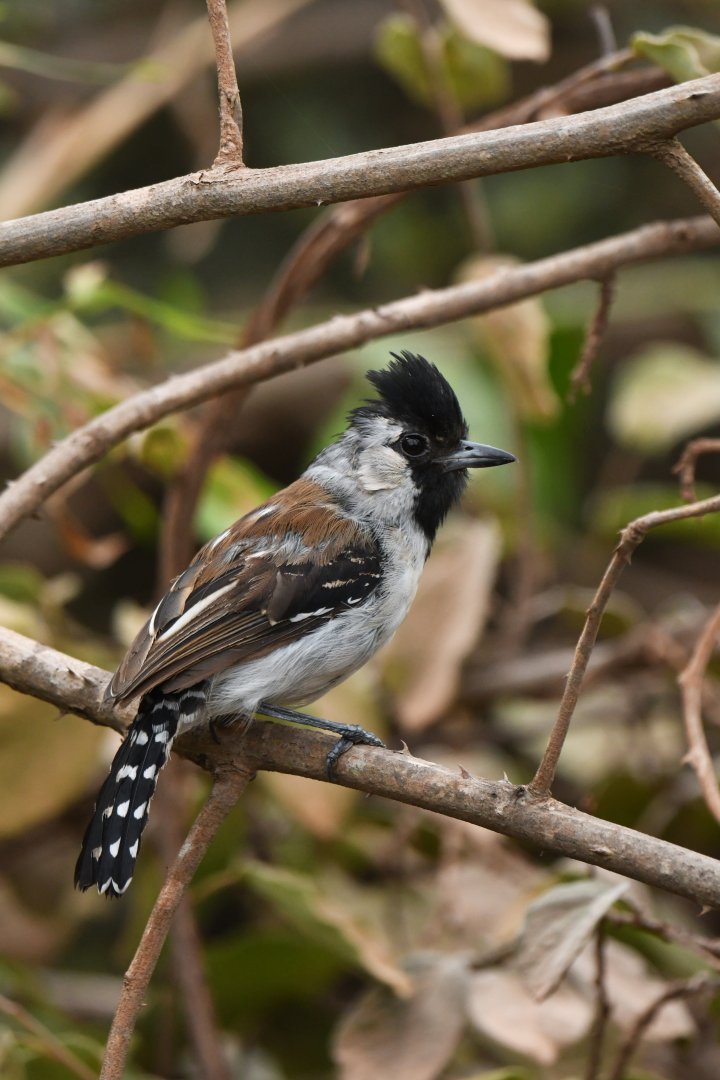 Silvery-cheeked Antshrike Sakesphoroides cristatus