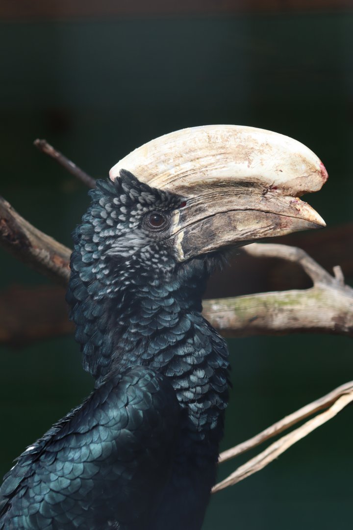 Silvery-cheeked hornbill - 20 April 2022