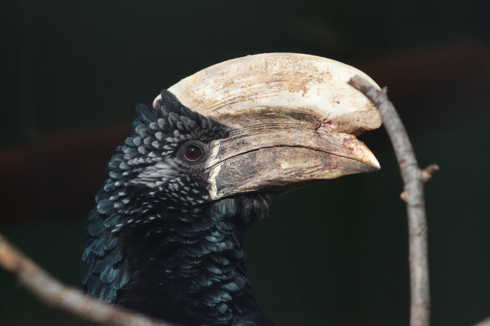 Silvery-cheeked hornbill - 20 April 2022