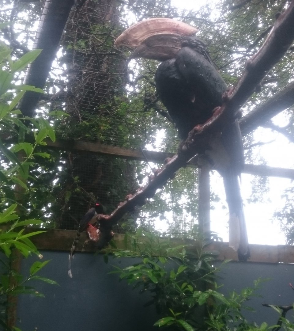 Silvery-cheeked hornbill And Red-billed magpie