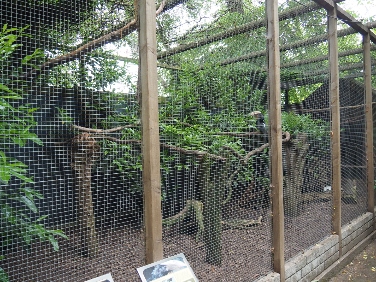 Silvery-cheeked hornbill and vulturine guineafowl aviary, 2019-05-25