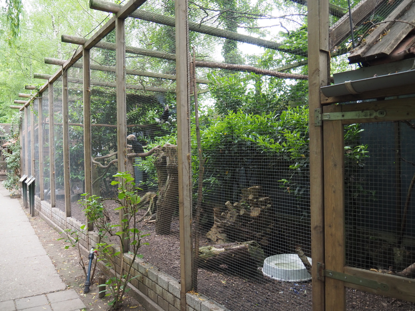 Silvery-cheeked hornbill and vulturine guineafowl aviary, 2019-05-25